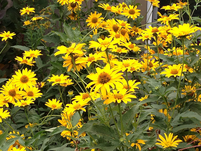 Yellow flowers